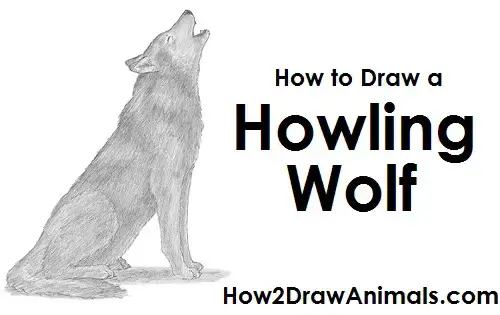 wolf sitting down drawing