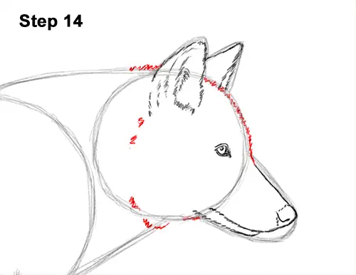 How to Draw a Grey Timber Wolf Running Hunting 14