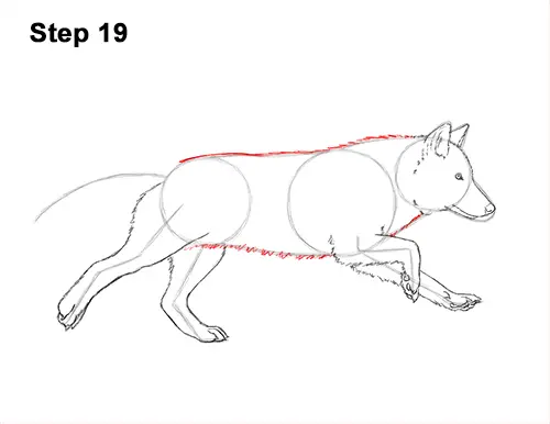 How to Draw a Grey Timber Wolf Running Hunting 19