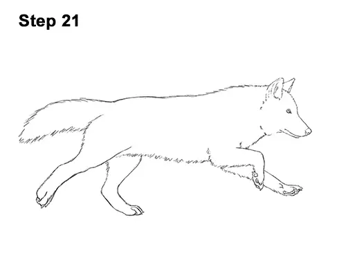 How to Draw a Grey Timber Wolf Running Hunting 21