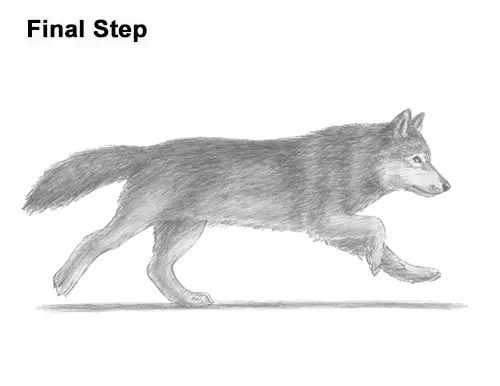 How to Draw a Grey Timber Wolf Running Hunting