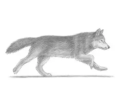 How to Draw a Wolf running
