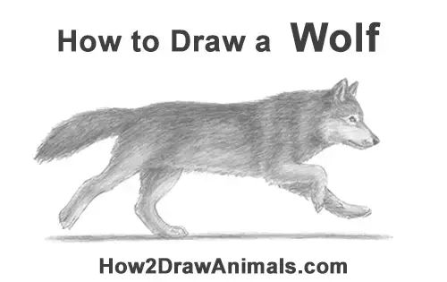 How to Draw a Grey Timber Wolf Running Hunting