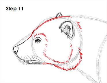 How to Draw a Wolverine