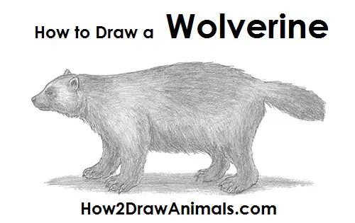 Draw Wolverine