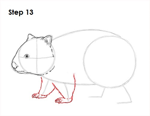 Draw Wombat 13