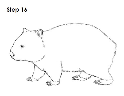 Draw Wombat 16