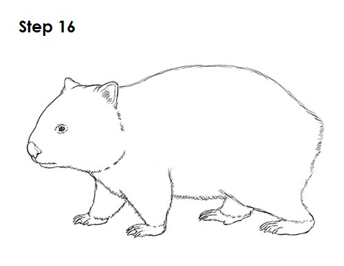 Wombat Drawing Photo  Drawing Skill