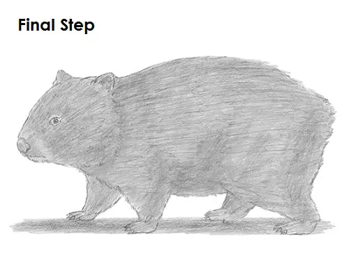 Draw Wombat