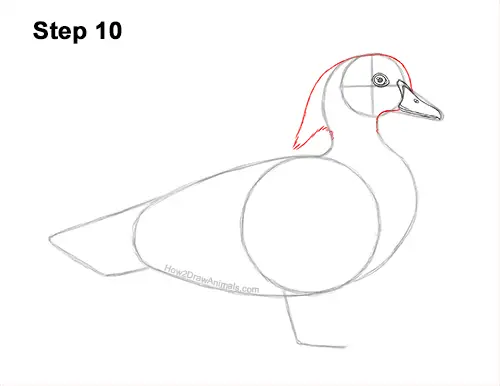 How to Draw a Wood Duck Male Drake Carolina 10
