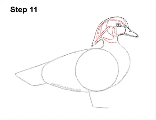 How to Draw a Wood Duck Male Drake Carolina 11