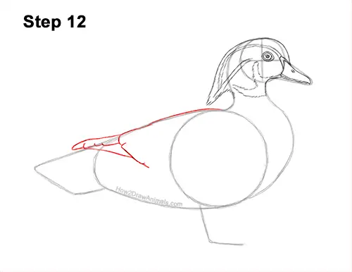 How to Draw a Wood Duck Male Drake Carolina 12