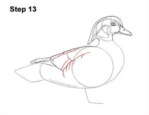 How to Draw a Wood Duck Male Drake Carolina 13