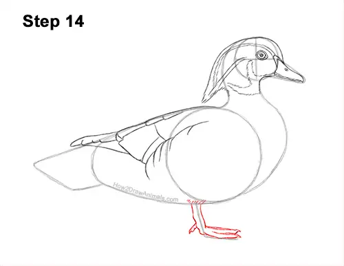 How to Draw a Wood Duck Male Drake Carolina 14