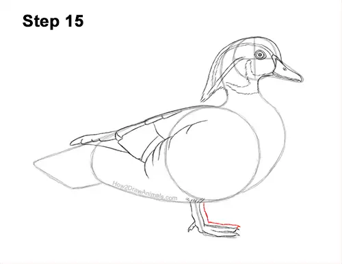 How to Draw a Wood Duck Male Drake Carolina 15