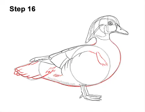 How to Draw a Wood Duck Male Drake Carolina 16