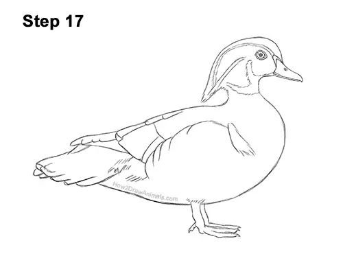 How to Draw a Wood Duck Male Drake Carolina 17