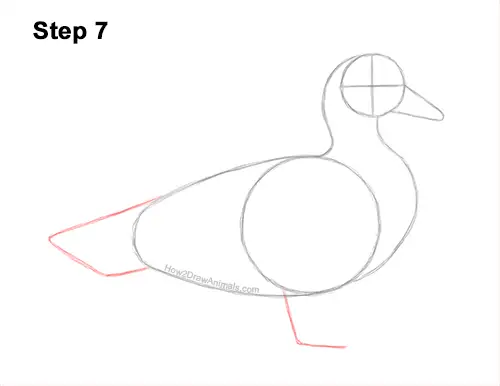 How to Draw a Wood Duck Male Drake Carolina 7
