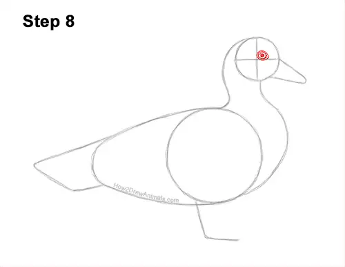 How to Draw a Wood Duck Male Drake Carolina 8