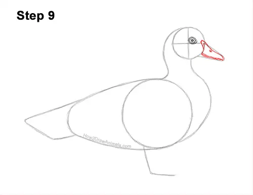 How to Draw a Wood Duck Male Drake Carolina 9