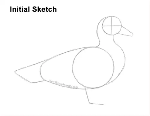 How to Draw a Wood Duck Male Drake Carolina Guides Lines