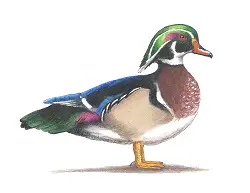 How to Draw a Male Wood Duck Carolina Color Side