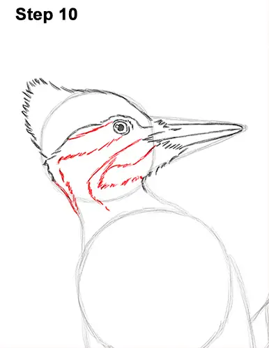 Draw Pileated Woodpecker 10