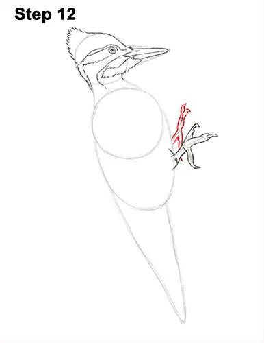 Draw Pileated Woodpecker 12