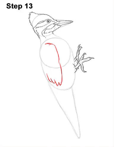 Draw Pileated Woodpecker 13