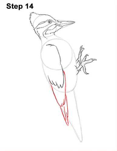 Draw Pileated Woodpecker 14