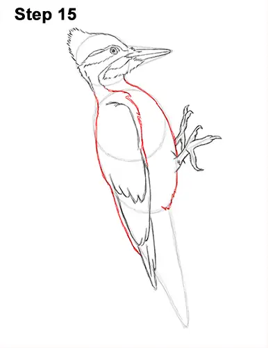 Draw Pileated Woodpecker 15