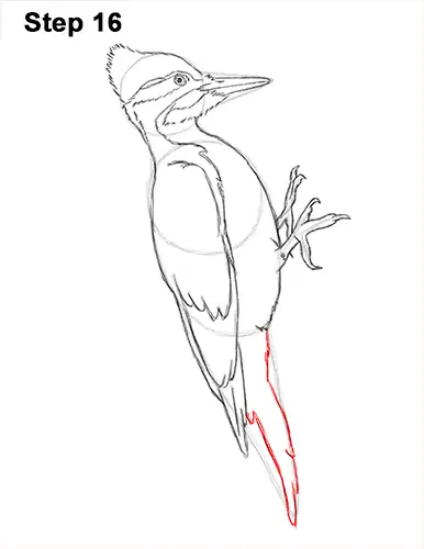 Draw Pileated Woodpecker 16