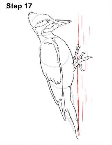 Draw Pileated Woodpecker 17