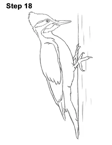 Draw Pileated Woodpecker 18