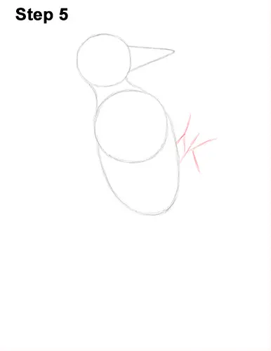 Draw Pileated Woodpecker 5
