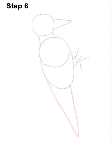 Draw Pileated Woodpecker 6