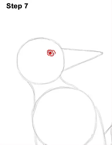 Draw Pileated Woodpecker 7