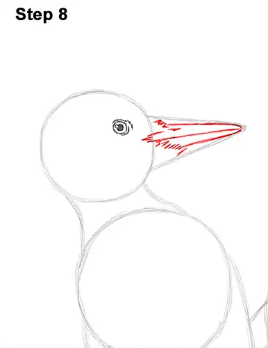 Draw Pileated Woodpecker 8