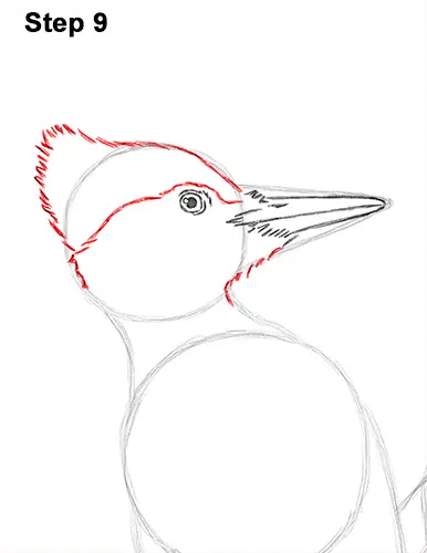 Draw Pileated Woodpecker 9