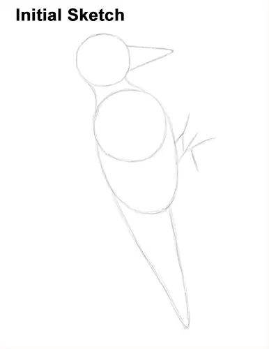 Draw Pileated Woodpecker Sketch