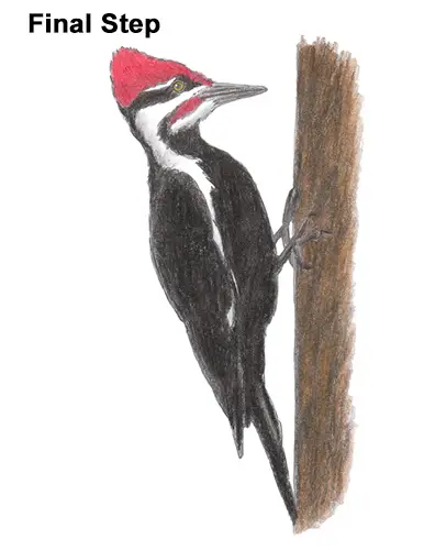 Draw Pileated Woodpecker