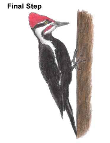 woodpecker sketch