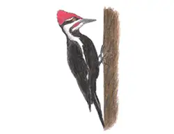How to Draw a Woodpecker Bird