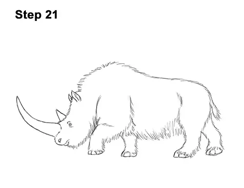 How to Draw a Woolly Rhinoceros 21