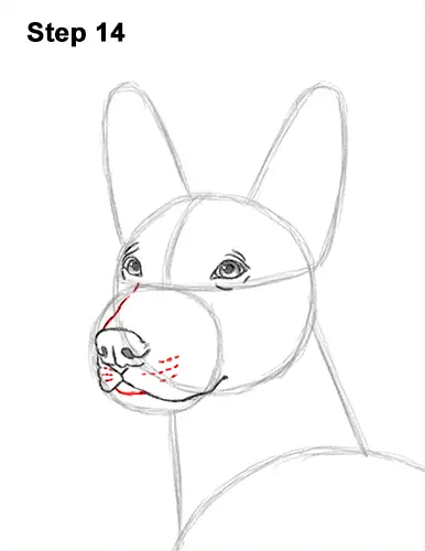 How to Draw a Xoloitzcuintle Mexican Hairless Dog 14