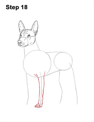How to Draw a Xoloitzcuintle Mexican Hairless Dog 18