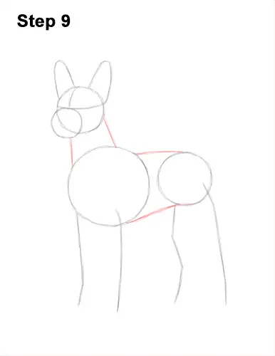 How to Draw a Xoloitzcuintle Mexican Hairless Dog 9