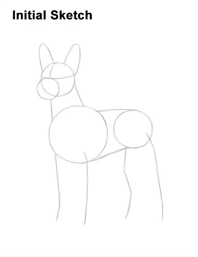 How to Draw a Xoloitzcuintle Mexican Hairless Dog Guides Lines