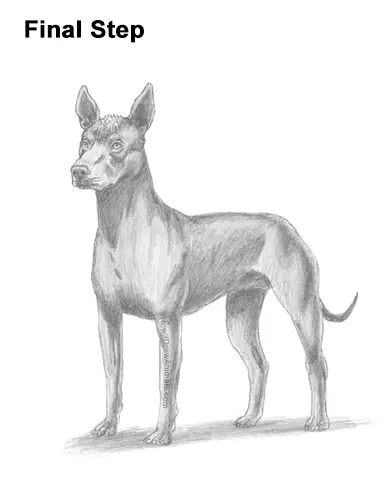 How to Draw a Xoloitzcuintle Mexican Hairless Dog