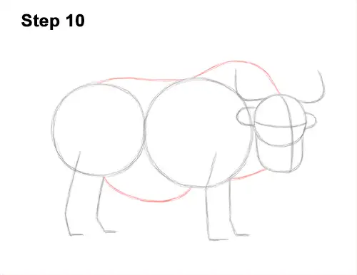 How to Draw a Domestic Himalayan Tibet Yak 10